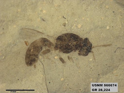 Insecta