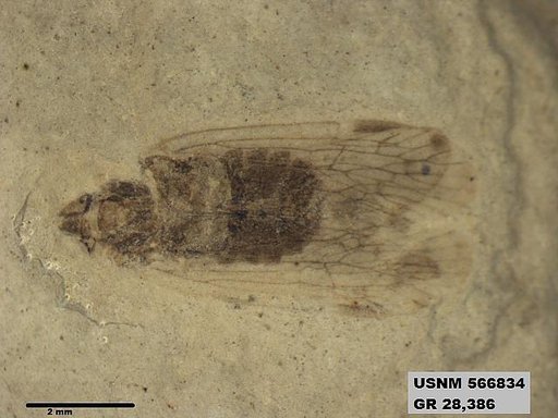 Genus sp
