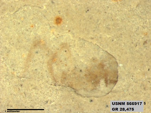 Tipula sp