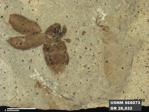 Insecta