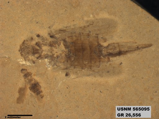 Genus sp