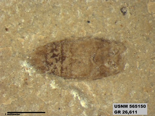 Insecta