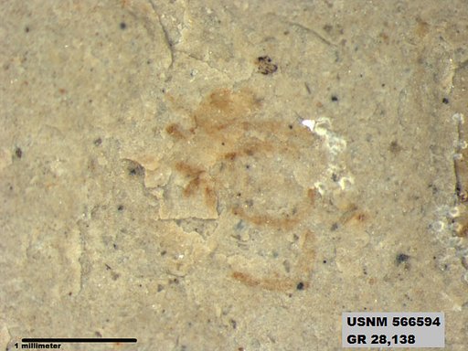Genus sp