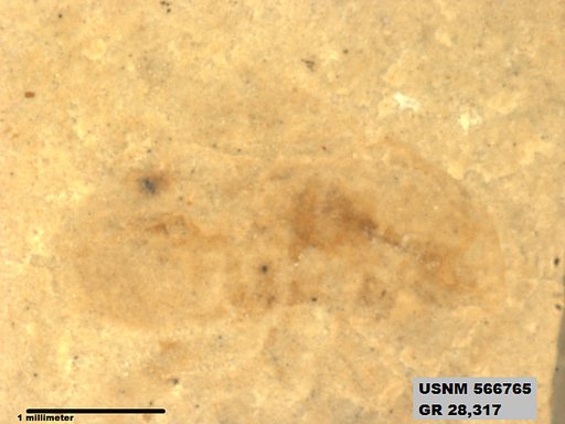Insecta