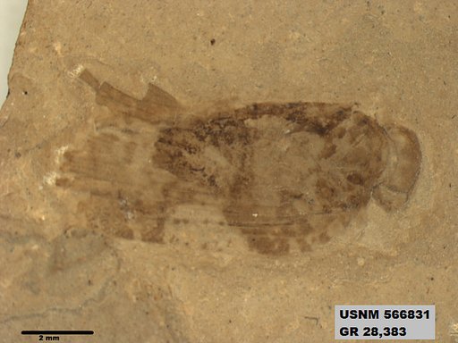 Genus sp