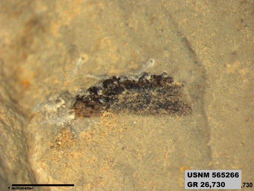 Insecta