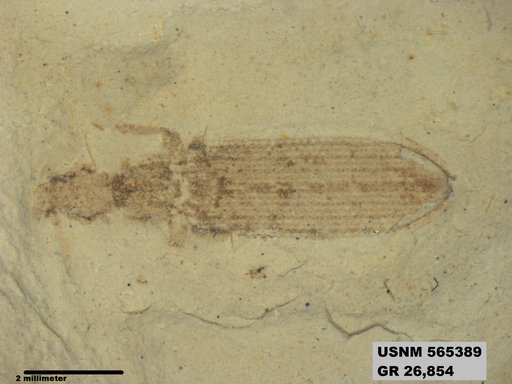 Insecta