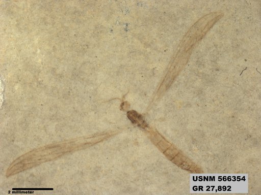 Genus sp