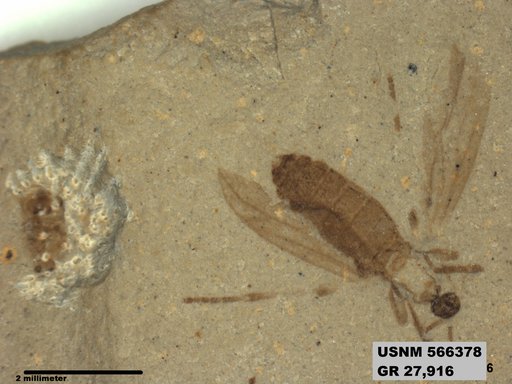 Genus sp