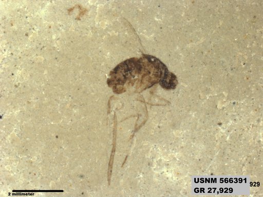 Insecta