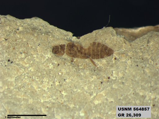 Genus sp