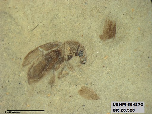 Insecta