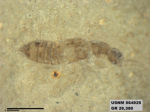 Genus sp