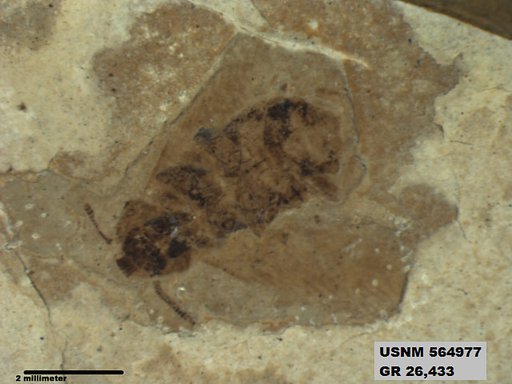 Supella sp