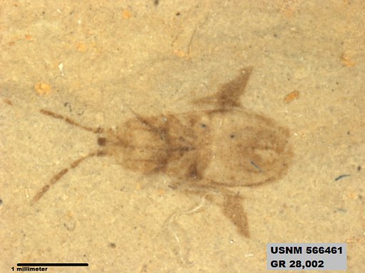 Genus sp
