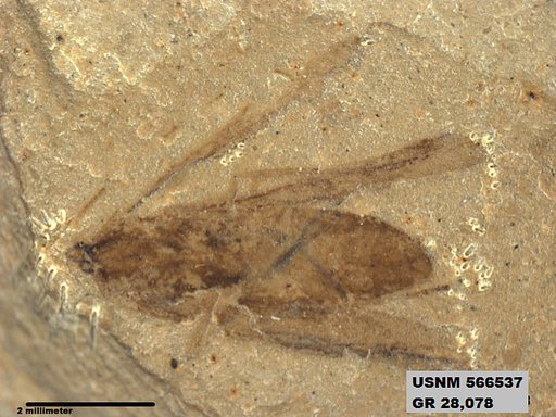 Insecta