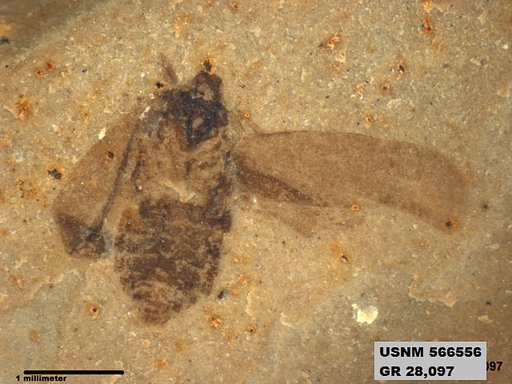 Genus sp