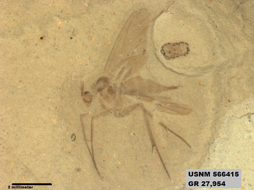 Insecta