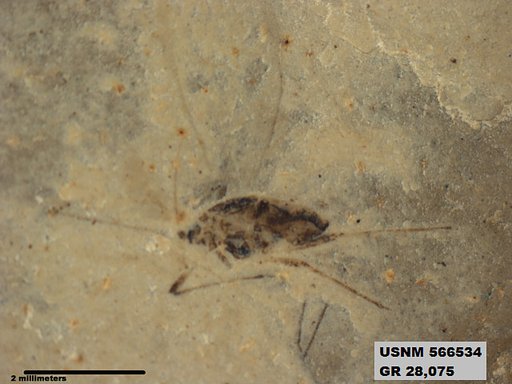 Genus sp
