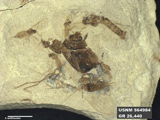 Genus sp