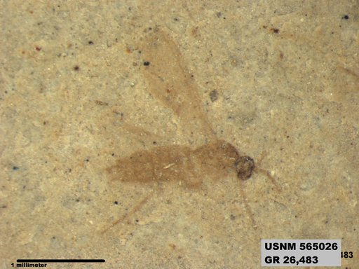 Genus sp