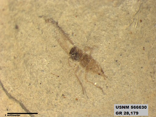 Genus sp