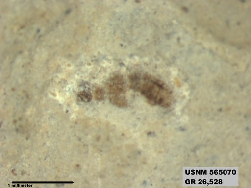 Insecta