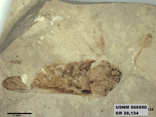 Genus sp