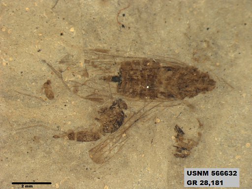 Tipula sp