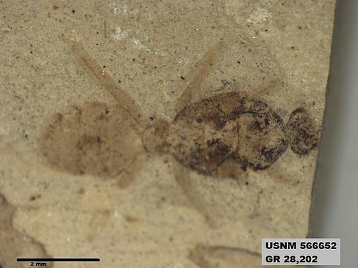 Insecta