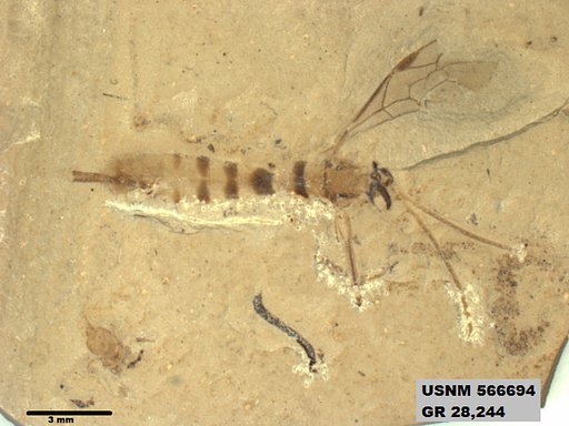 Insecta