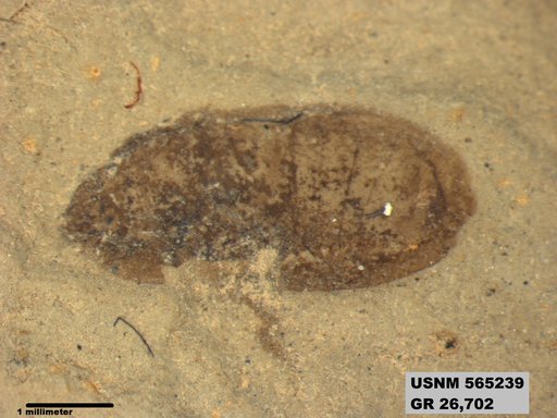 Genus sp