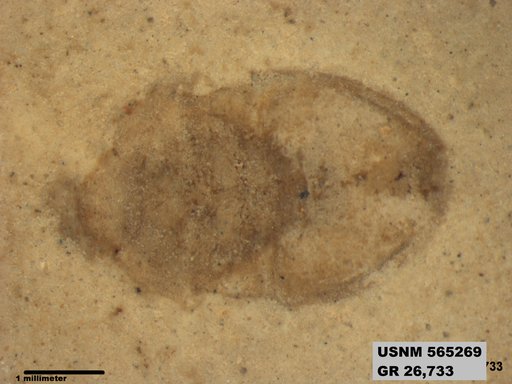 Genus sp