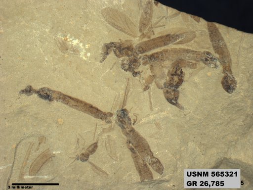 Genus sp