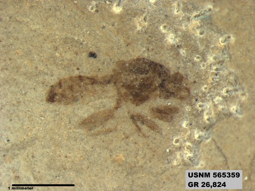 Insecta