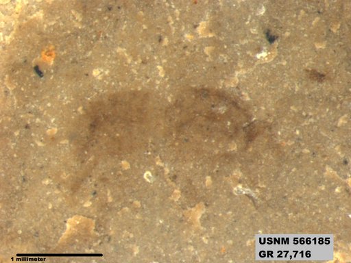 Genus sp