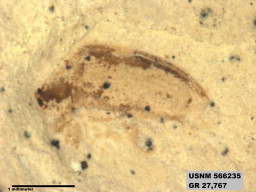 Insecta
