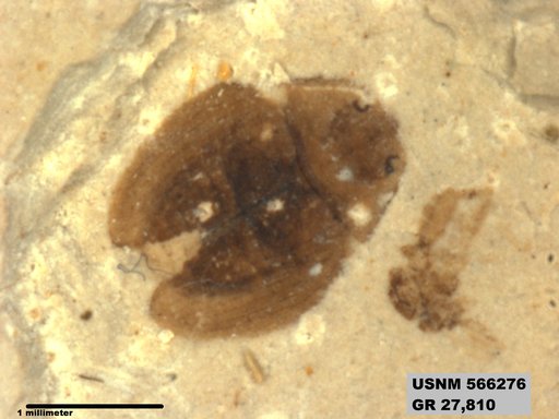 Genus sp