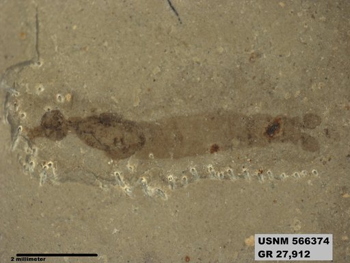 Genus sp