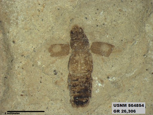 Genus sp