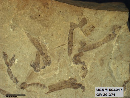 Genus sp