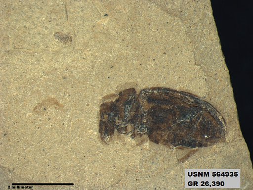 Insecta