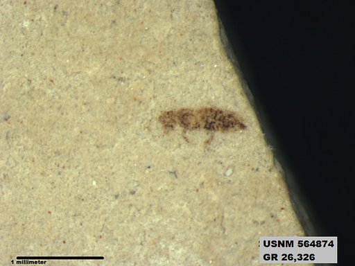 Insecta