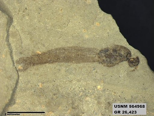 Genus sp