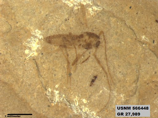 Insecta
