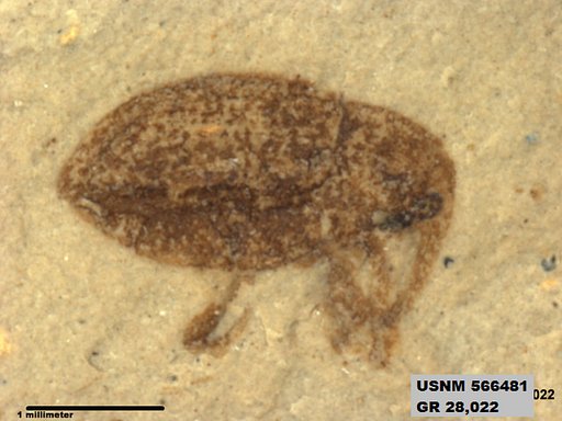 Insecta