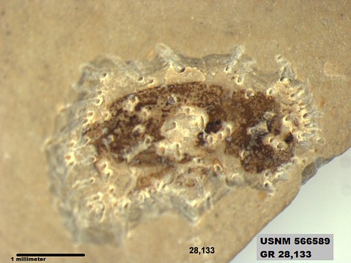 Genus sp