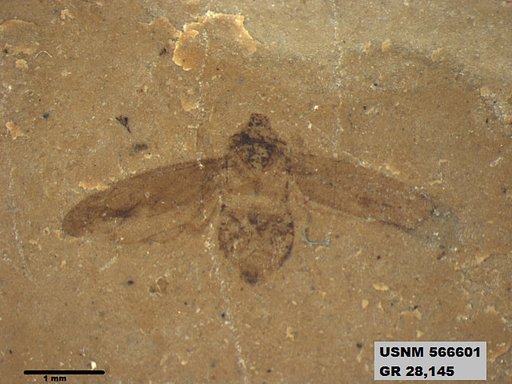 Genus sp
