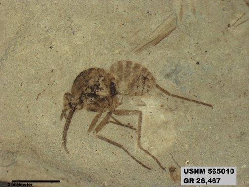Genus sp