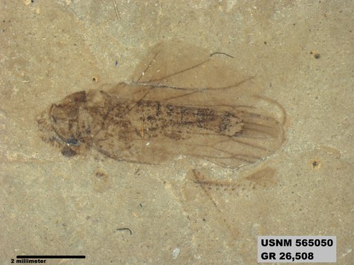 Genus sp
